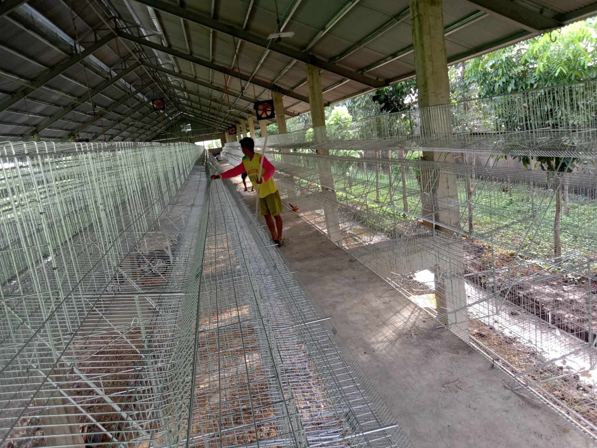 Commercial Layer Cage System