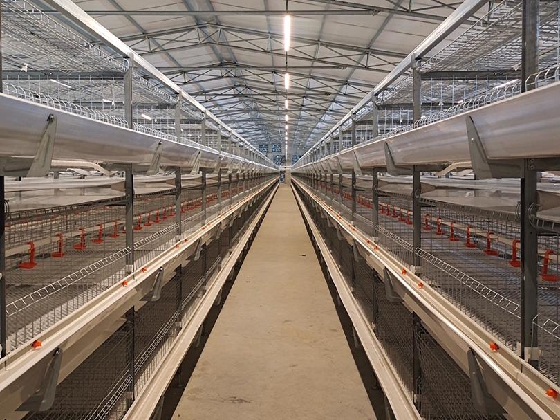 Pullet Rearing Cage System