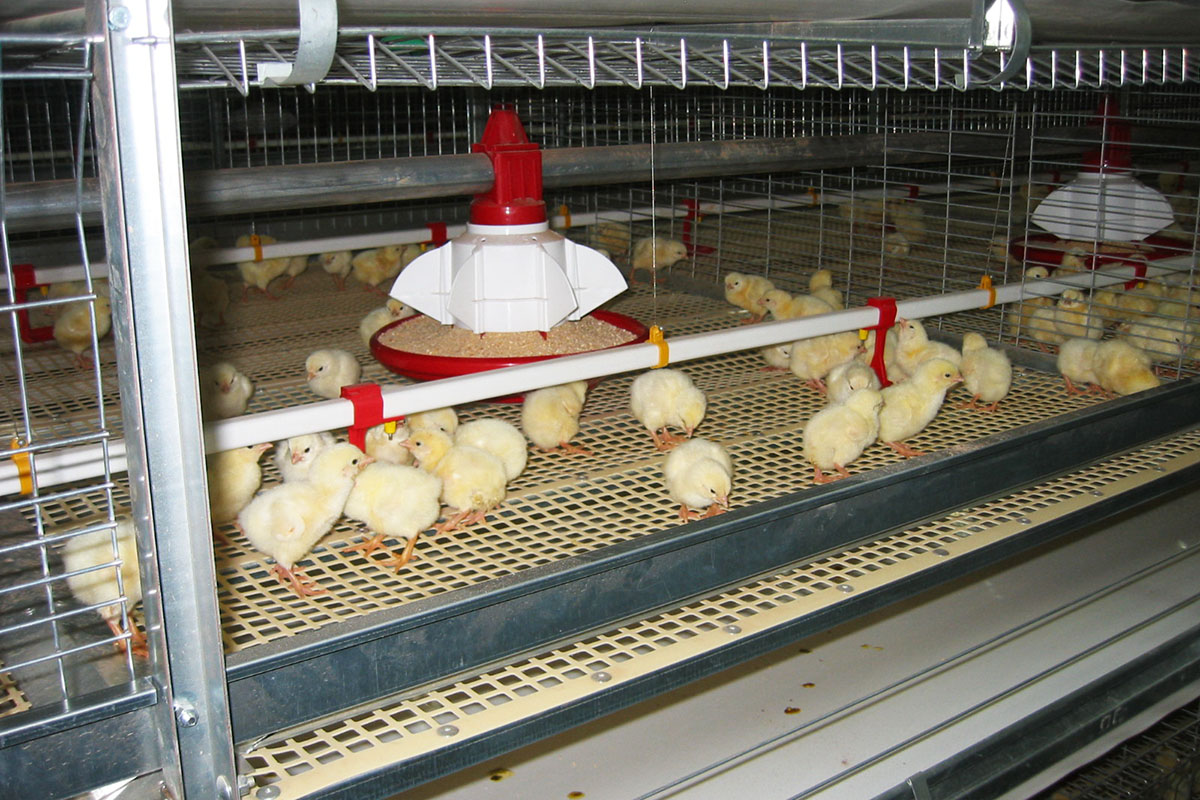 Poultry Nipple Drinking System